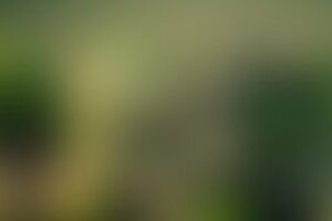 Фотография квиза Wow Quiz от компании Wow Quiz (Фото 1)